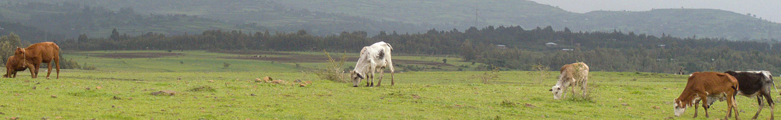 cattle grazing